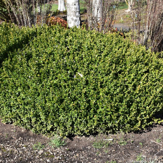 Buxus microphylla var. jap. 'Winter Gem' Winter Gem Boxwood 10 Gallon