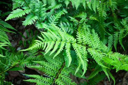 Fern - Dryopteris ludoviciana Southern Wood Fern 1g