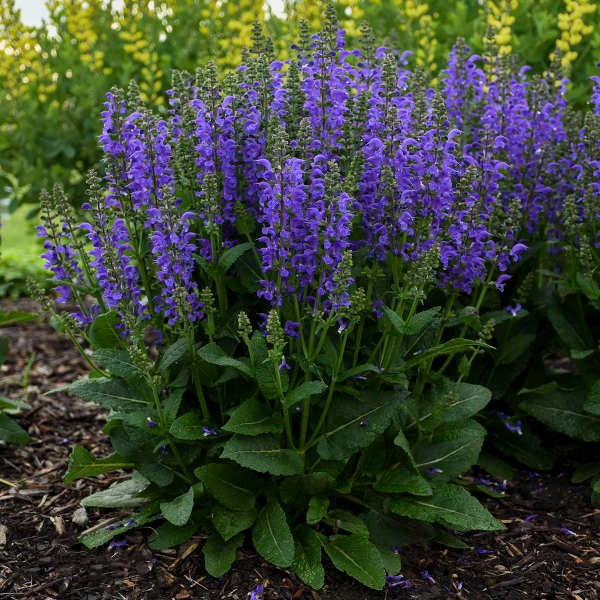 Salvia 'Midnight Model' PP29498 Fashionista® Midnight Model Blue Salvia 1g