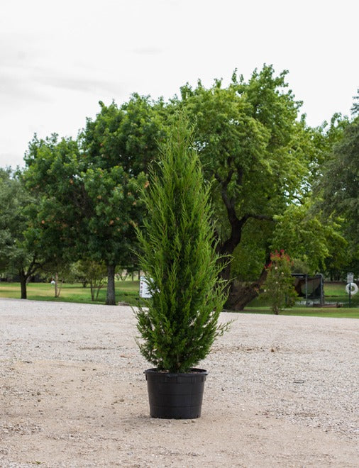 Juniperus virginiana 'Brodie' Brodie Juniper 15g
