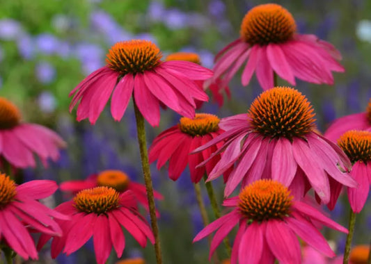 Echinacea purpurea 'PowWow Wild Berry' PowWow Wild Berry Coneflower 1g