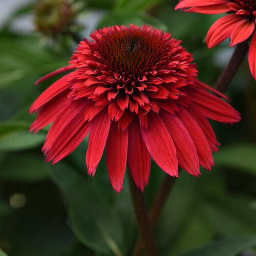 Echinacea x 'Balscawbux' Double Scoop™ Strawberry Deluxe Coneflower 1g