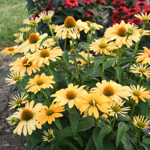 Echinacea hybrid PP35153 Color Coded® One in a Melon Coneflower 1g