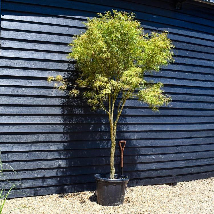 Acer palmatum 'Koto No Ito' Harp Strings Japanese Maple 3g