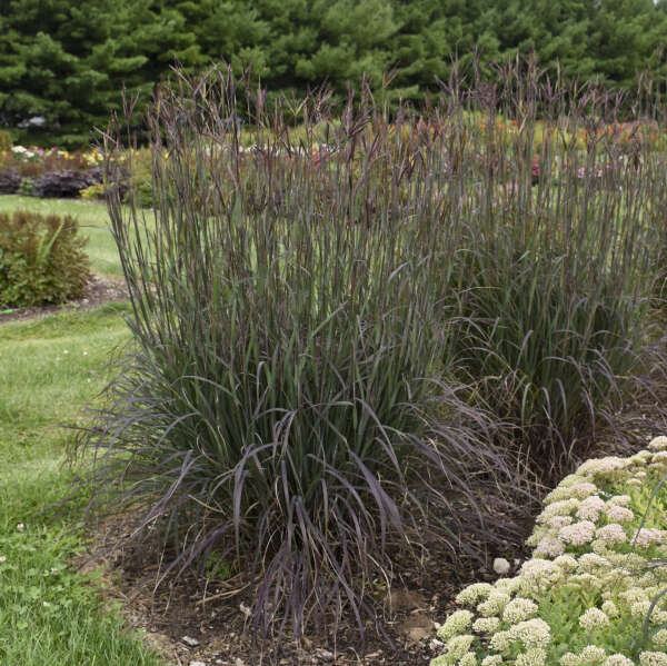 Andropogon gerardii 'Blackhawks' PP27949 Blackhawks Big Bluestem 1g