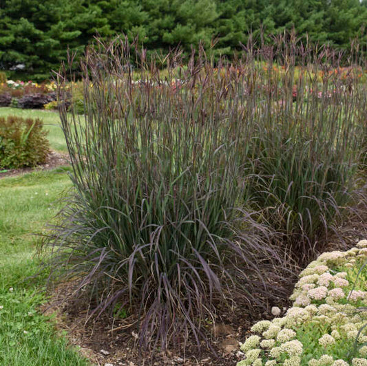 Andropogon gerardii 'Blackhawks' PP27949 Blackhawks Big Bluestem 1g