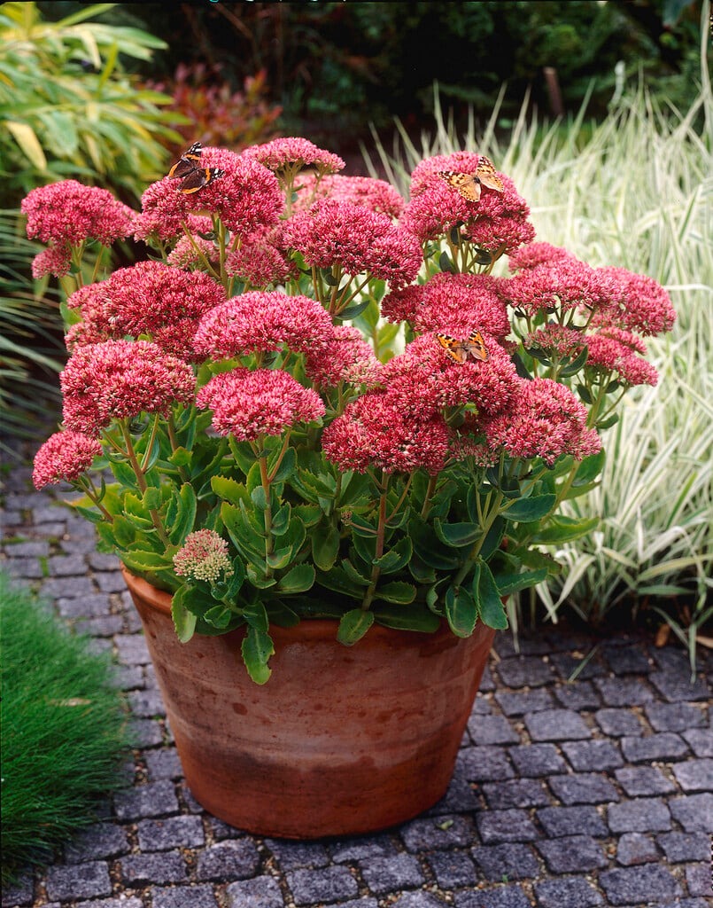 Sedum 'Autumn Fire' Autumn Fire Sedum 1g