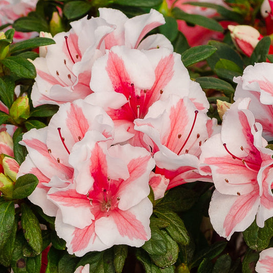 Rhododendron ‘Robleze’ PP32506 Autumn Starburst™ Reblooming Azalea 3g