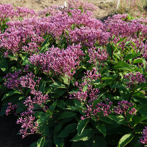 Eupatorium x 'Ruby' PP16122 Ruby Joe Pye Weed 1g