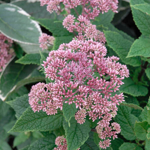 Eupatorium x 'Little Joe' PP16122 Little Joe Pye Weed 1g
