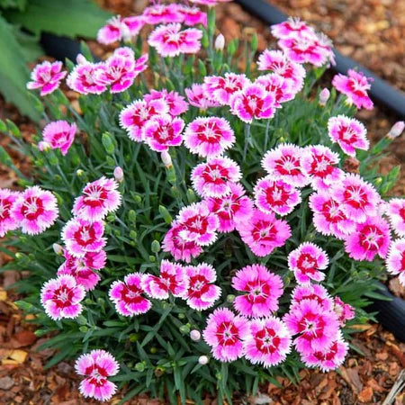 Dianthus X 'Plum Glory' PP33,902 EverBloom™ Plum Glory Dianthus