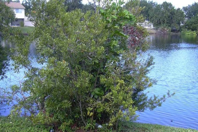 Myrica cerifera Wax Myrtle