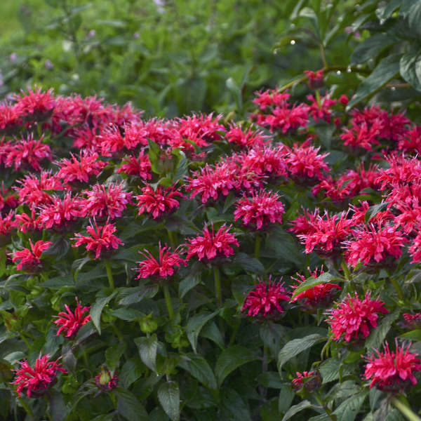 Monarda 'Cherry Pops' PP27618 Cherry Pops Bee Balm 1g