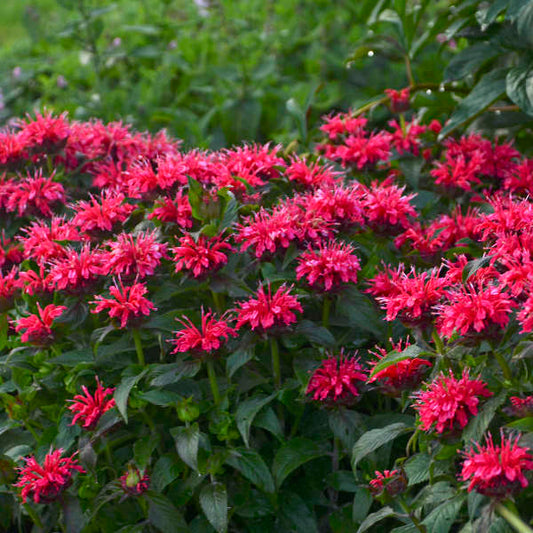 Monarda 'Cherry Pops' PP27618 Cherry Pops Bee Balm 1g