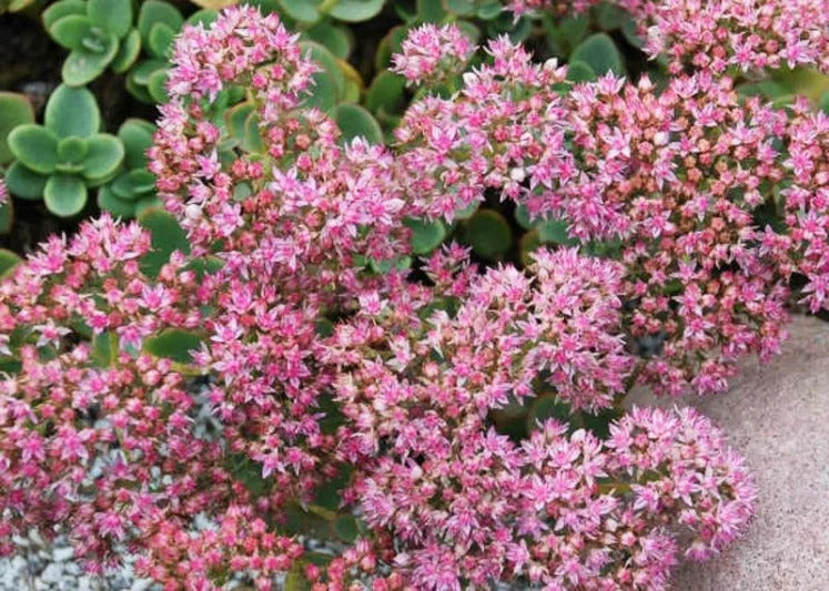 Sedum 'Lime Zinger' PP24632 Lime Zinger Sunsparkler® Series Sedum 1g