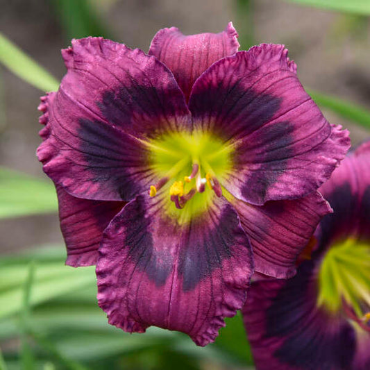 Hemerocallis  'Kansas Kitten' Kansas Kitten Daylily