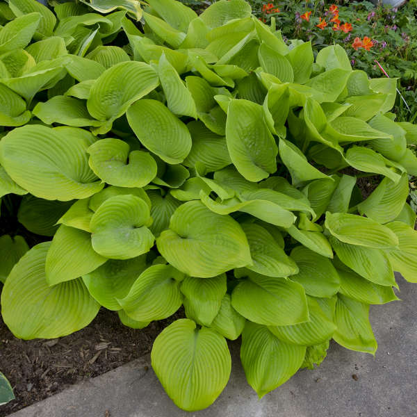 Hosta 'Sum and Substance' Sum and Substance Hosta