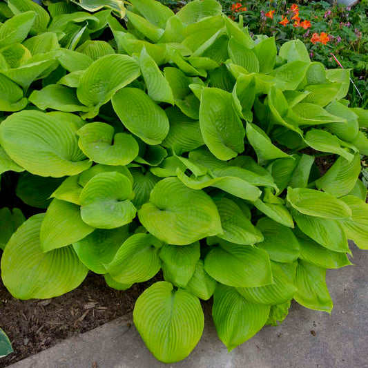 Hosta 'Sum and Substance' Sum and Substance Hosta