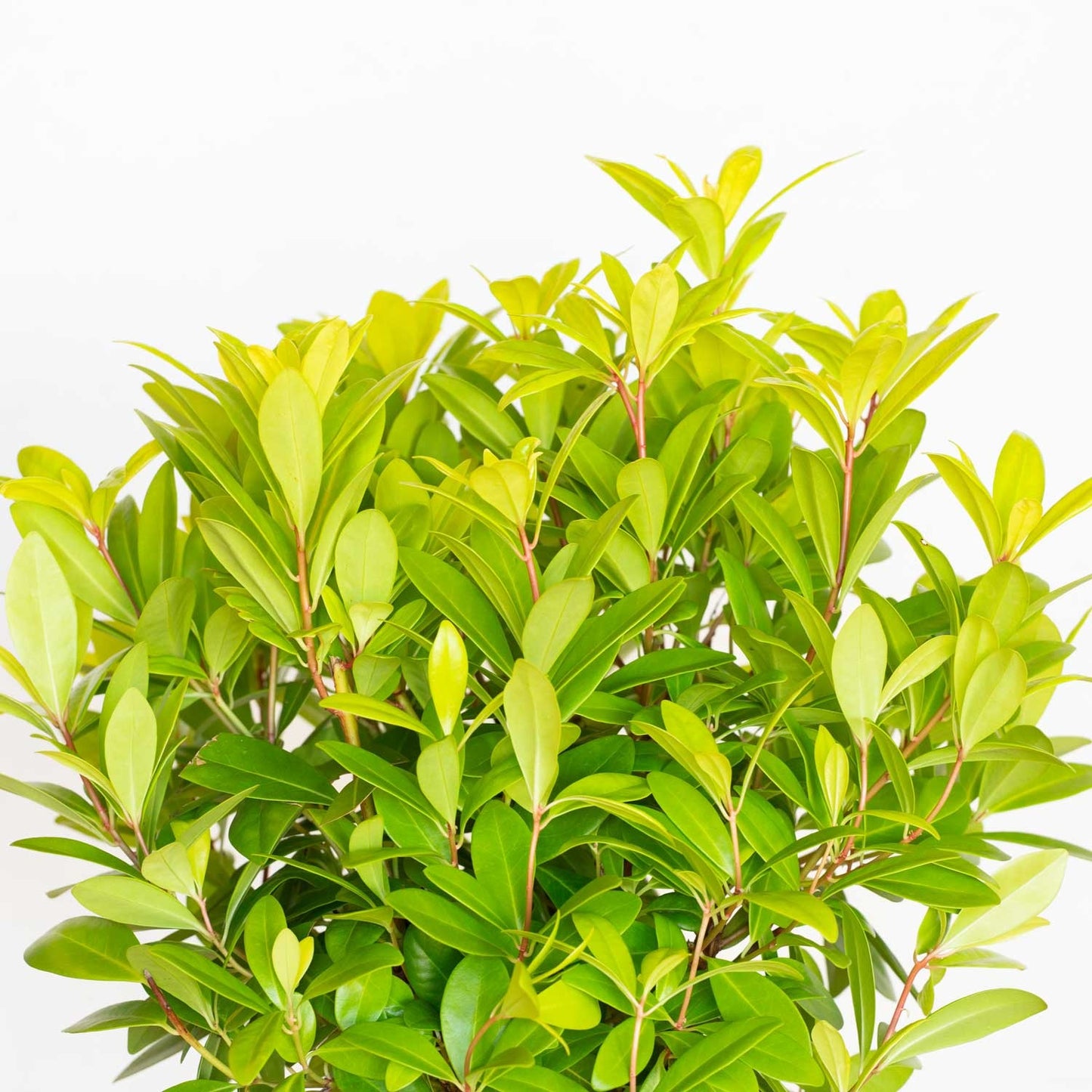 Illicium parviflorum 'Florida Sunshine' Florida Sunshine Anise 3g