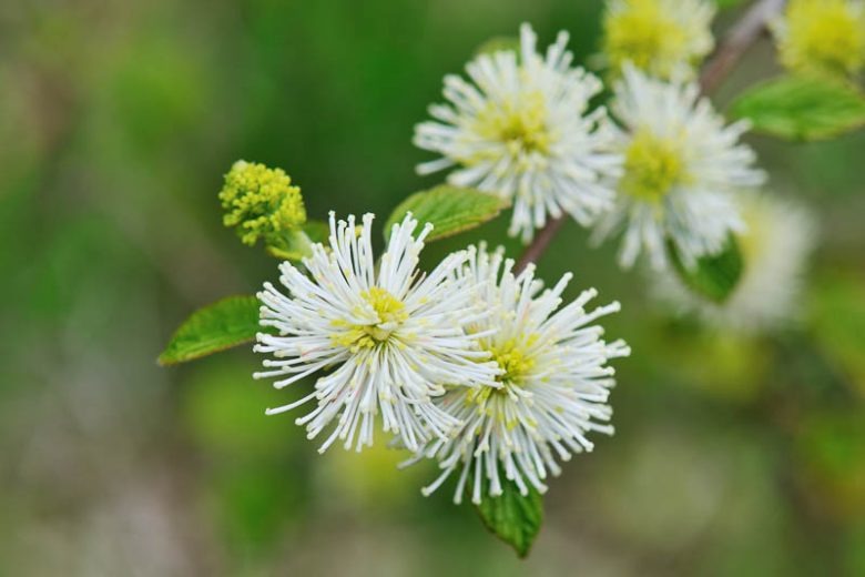Fothergilla major 'Mount Airy' Mount Airy Fothergilla 3g