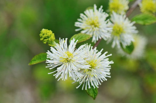Fothergilla major 'Mount Airy' Mount Airy Fothergilla 3g