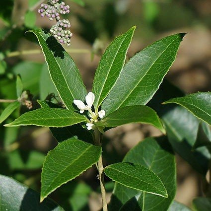Osmanthus fragrans Fragrant Tea Olive