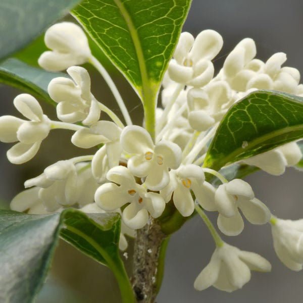 Osmanthus fragrans Fragrant Tea Olive – Richardson Roots