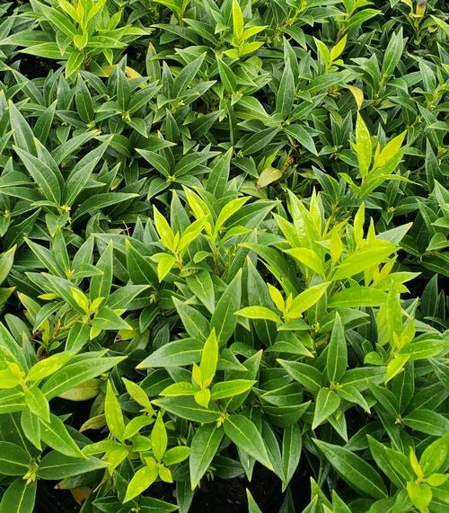 Sarcococca hook. var. humilis 'Sarsid1' PP19942 Fragrant Valley™ Sweetbox