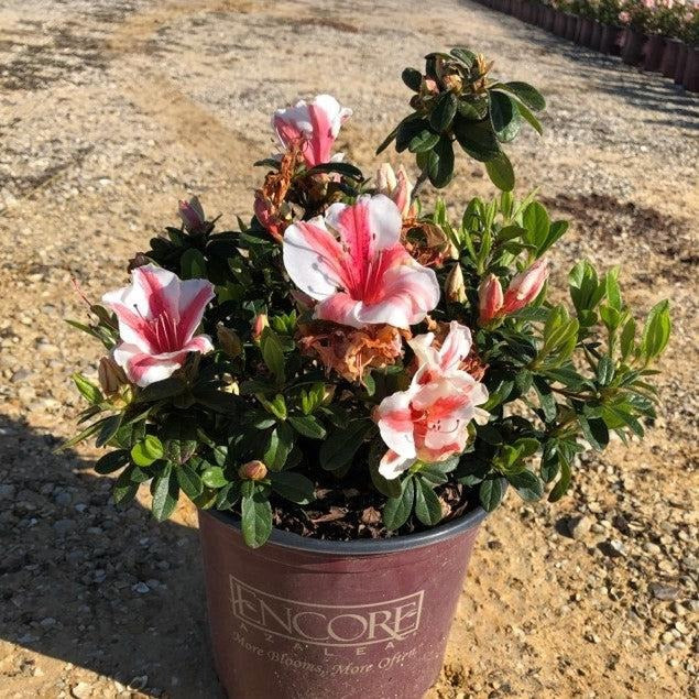 Rhododendron ‘Robleze’ PP32506 Autumn Starburst™ Reblooming Azalea 3g
