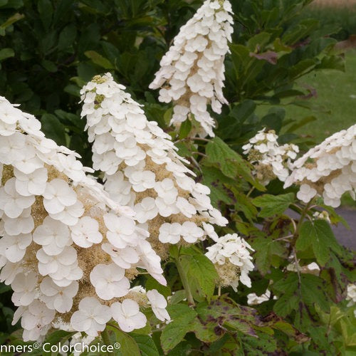 Hydrangea quercifolia 'Brenhill' PP25106 Gatsby Gal® Oakleaf Hydrangea 3g