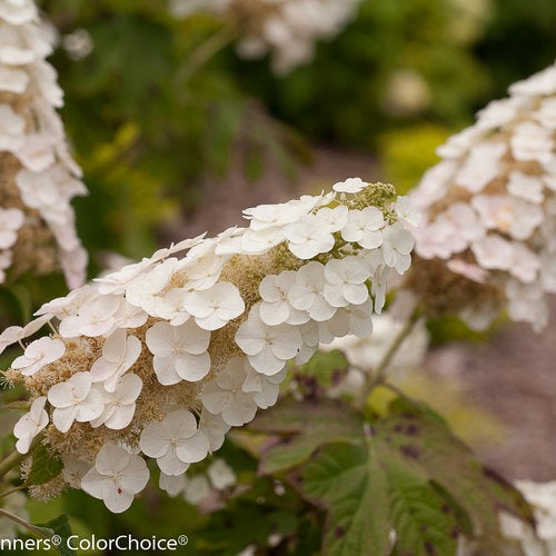 Hydrangea quercifolia 'Brenhill' PP25106 Gatsby Gal® Oakleaf Hydrangea 3g