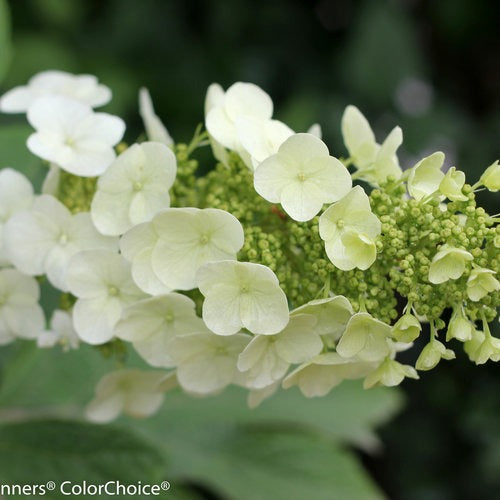 Hydrangea quercifolia 'Brenhill' PP25106 Gatsby Gal® Oakleaf Hydrangea 3g