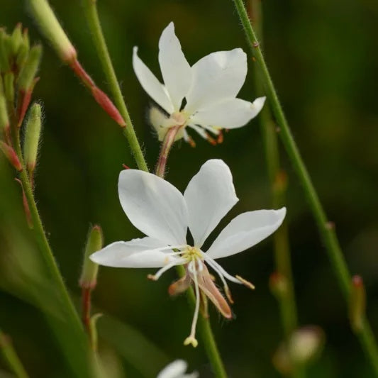 Gaura lindheimeri 'KLEGL14844' Belleza® White Wand Flower 1 Gallon