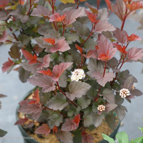 Physocarpus opulifolius 'SMNPOBLR' PP 28695 Ginger Wine® Ninebark 3g