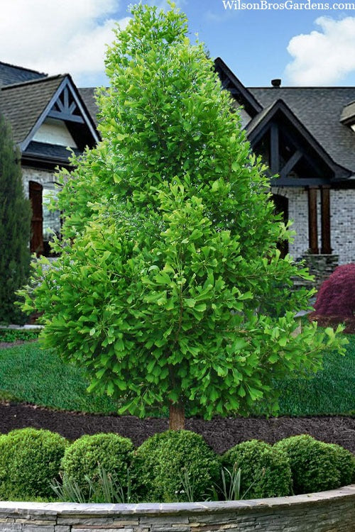 Ginkgo biloba 'Saratoga' Saratoga Maidenhair Tree 10g