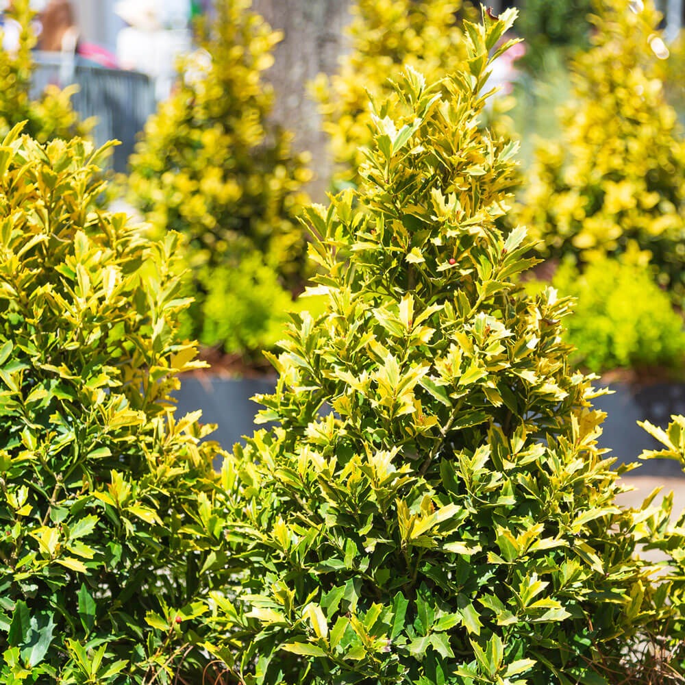 Ilex x 'Magden' PP30451 Golden Oakland® Holly 15g