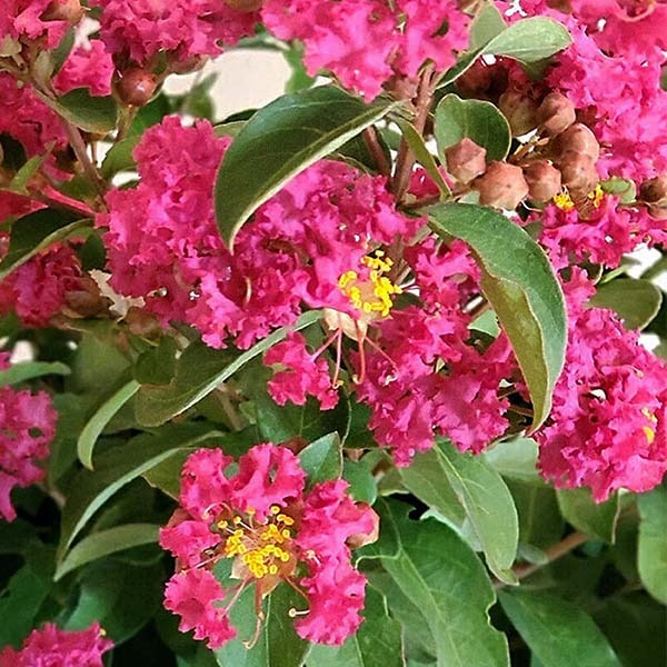 Lagerstroemia x 'G18147 GreatMyrtle™ Cherry Delight Crape Myrtle 7g STD