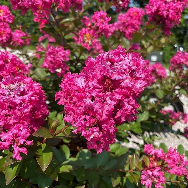 Lagerstroemia x 'G18147 GreatMyrtle™ Cherry Delight Crape Myrtle 7g STD
