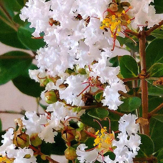 Lagerstroemia x 'G18147 GreatMyrtle™ French Vanilla Crape Myrtle 7g STD