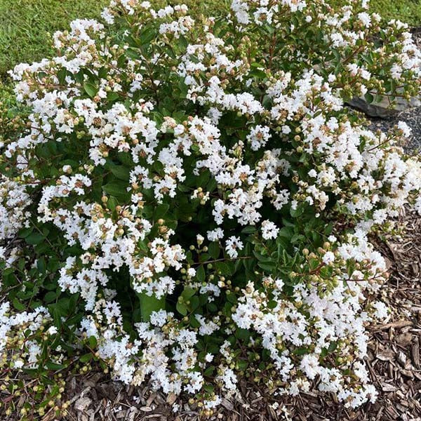 Lagerstroemia x 'G18147 GreatMyrtle™ French Vanilla Crape Myrtle 7g STD