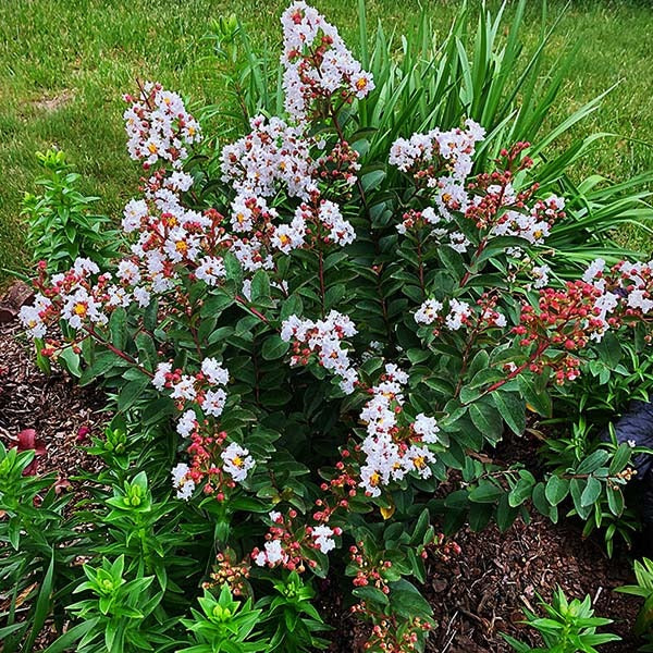 Lagerstroemia x 'G18147 GreatMyrtle™ French Vanilla Crape Myrtle 7g STD