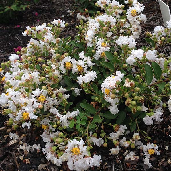Lagerstroemia x 'G18147 GreatMyrtle™ French Vanilla Crape Myrtle 7g STD