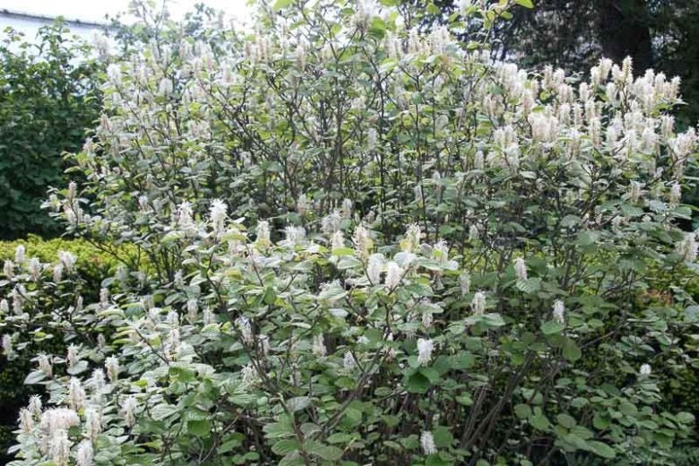 Fothergilla major 'Mount Airy' Mount Airy Fothergilla 3g