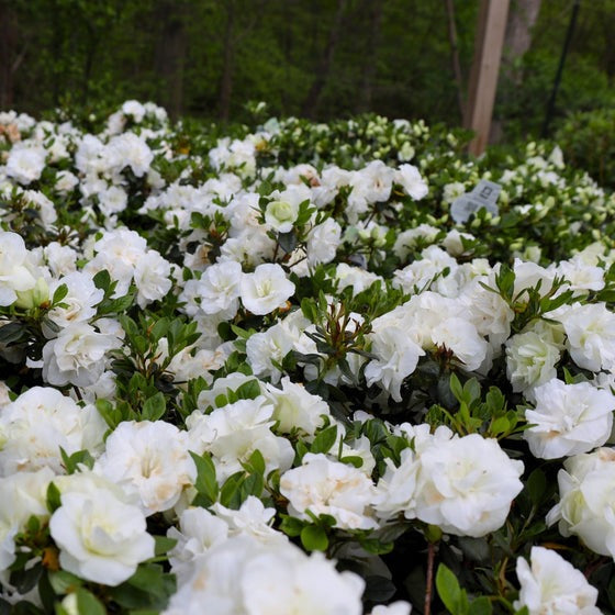 Rhododendron x 'Hardy Gardenia' Hardy Gardenia Azalea 3g