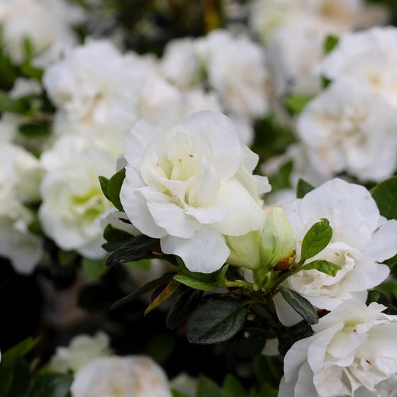 Rhododendron x 'Hardy Gardenia' Hardy Gardenia Azalea 3g