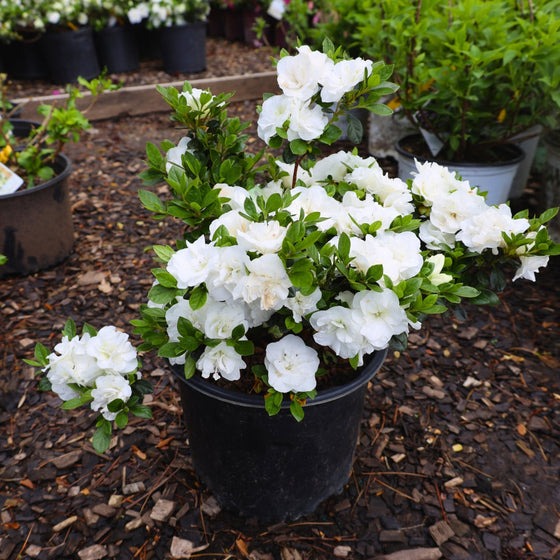 Rhododendron x 'Hardy Gardenia' Hardy Gardenia Azalea 3g