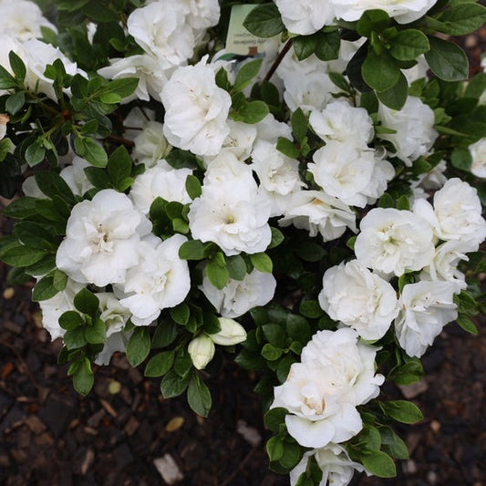 Rhododendron x 'Hardy Gardenia' Hardy Gardenia Azalea 3g