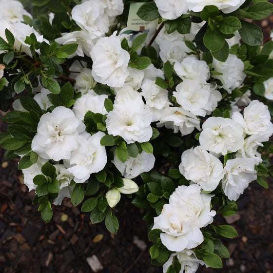 Rhododendron x 'Hardy Gardenia' Hardy Gardenia Azalea 3 Gallon ...