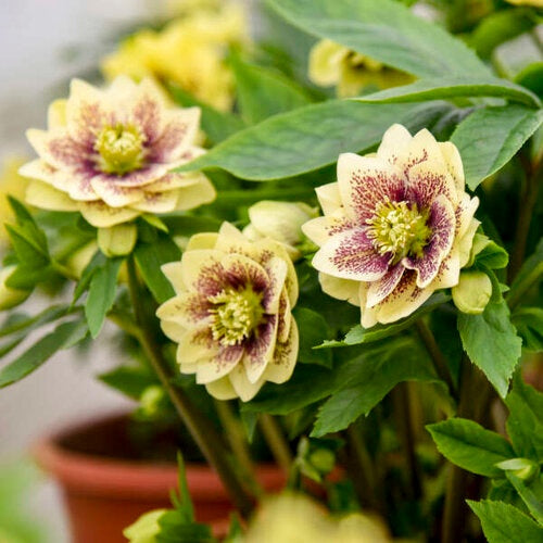 Helleborus x 'Father of the Bride' Wedding Party® Father of the Bride Lenton Rose