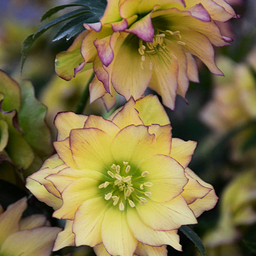 Helleborus x 'First Dance' Wedding Party® First Dance Lenton Rose 1g